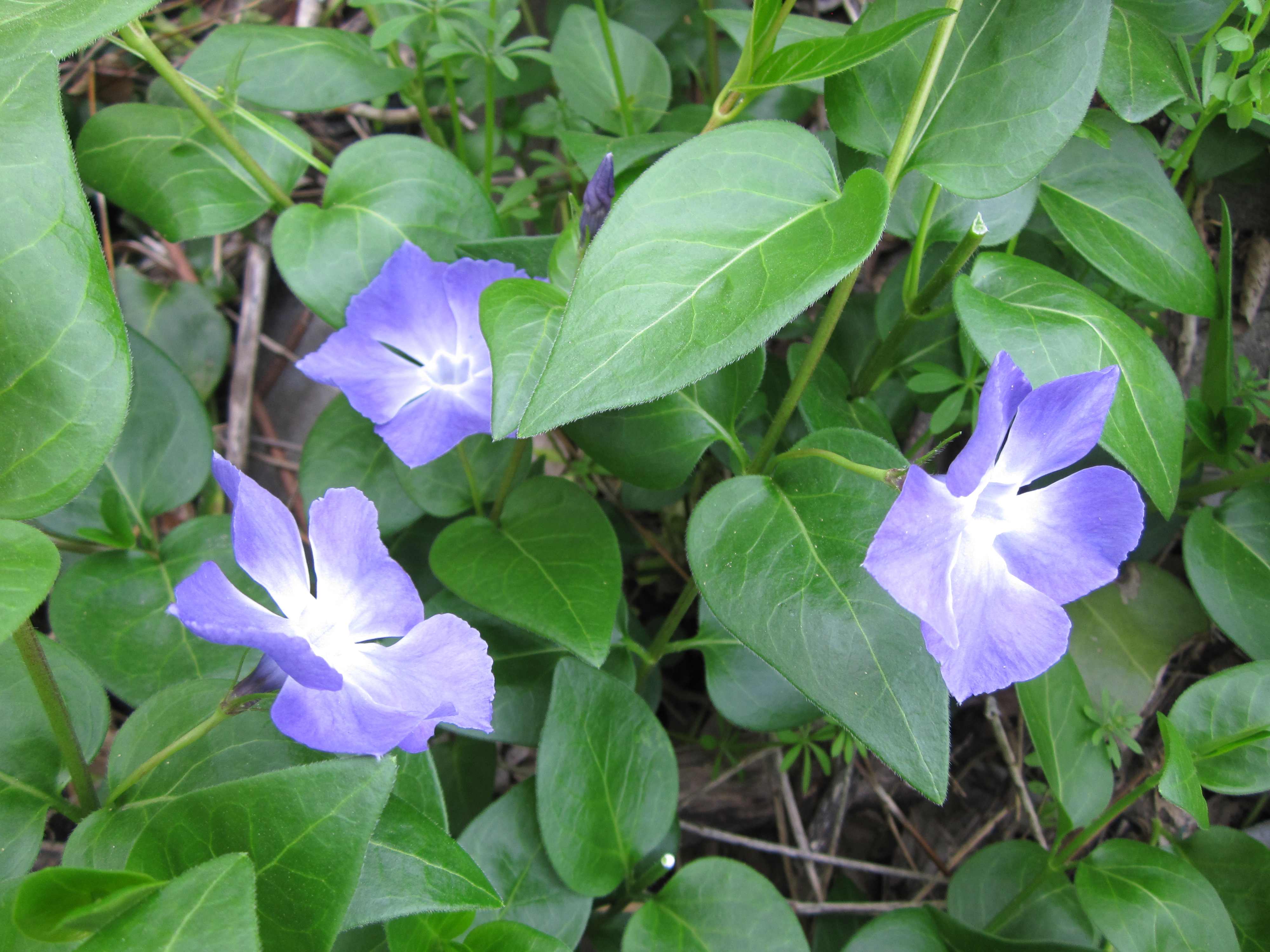 未分類 Koufuu 草 花 ごころ ページ 5